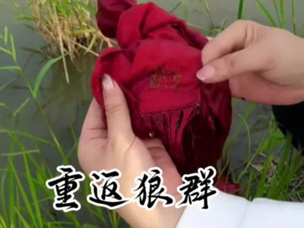 暮年的格林将收藏了七年的人类妈妈给狼孩子包扎伤口的红腰带还回来了#狼王格林和女画家李微漪的故事#重返狼群#重返狼群格林 #重返狼群十周年特别纪念版 #狼王格林回来还红腰带