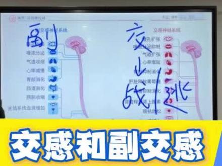 交感与副交感 交感兴奋、心跳快、应激备战;
副交感主导、慢心率、休养生息。一对平衡神经,调控全身状态。
#交感兴奋 #副交感神经 #朱梦PRI #pri