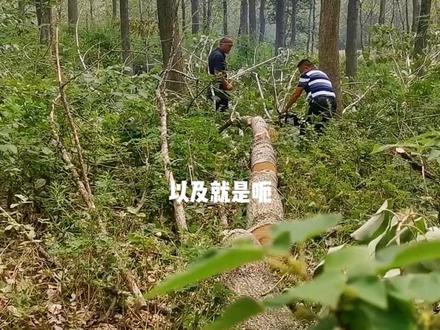 这期视频主要是让老百姓知道它的树一根能卖多少钱#抖音助农 #农村 #三农