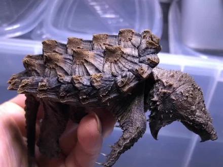 #大鳄 #龟冬眠 #佛鳄龟 稳稳过冬帖—鳄龟入冬须知