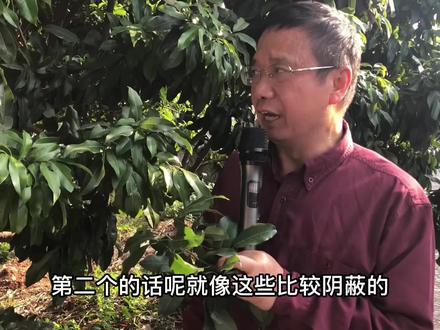 李教授教大家如何催醒荔枝树 第二集#荔枝#荔枝苗