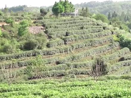 福建十大名茶,这里面有你常喝的吗?#茶生活 #茶知识 #人生如茶