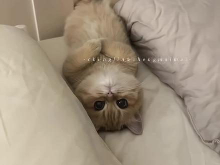 猫儿就这个萌 #于是麦麦决定离家出走 #程凛 #程麦麦 #小猫