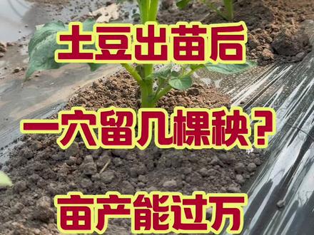 土豆出苗后留几棵苗
