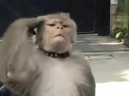 #会说话的表情包 #马喽 #吗喽的命也是命 吗喽表情包第二期来了