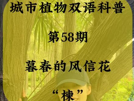 楝,暮春的风信花 楝,是土生土长、自带传统文化意象的中国乡土树。看似人人熟悉,可关于它的这些知识,你都知道吗?
#双语科普 #植物 #植物科普 #楝 #红果鱼木