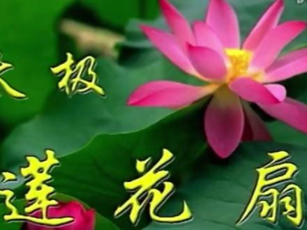 太极莲花扇全套演练 #太极扇