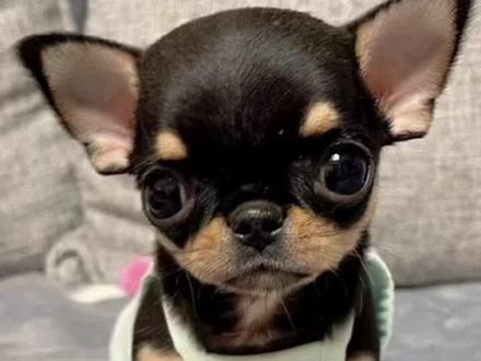 #吉娃娃 #吉娃娃幼犬 #萌宠出道计划 #如何挑选吉娃娃 #吉娃娃犬 如何正确挑选一只纯种的小体吉娃娃