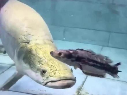 干饭速度超快的巨骨舌鱼 #科普 #巨骨舌鱼 #神奇动物在抖音