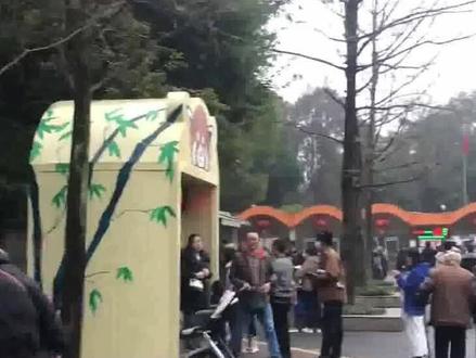 最土豪的熊猫,你知道在哪里吗?#最土豪的熊猫 #动物世界 #动物科普 #国宝熊猫