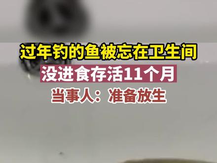 过年钓的鱼被忘在卫生间 没进食存活11个月