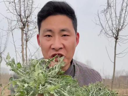 泥胡菜也叫石灰菜春季最早的野菜,用清水浸泡后焯五分钟以上就可以去掉其苦味,同时它也是制作青团的主要野菜之一。#泥胡菜 #石灰菜 #泥胡菜青团 @抖音自然 @抖音三农