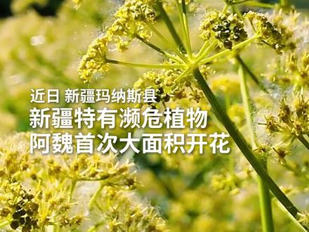 罕见!有种濒危的草叫阿魏,在新疆首次大面积开花了。#我的宝藏新疆