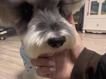 当狗狗会摸头杀 你就会得到一只超萌小狗🐶
#不养狗不知道养狗的乐趣 #狗狗 #萌宠出道计划