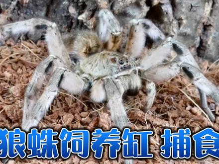 狼蛛饲养缸 狼蛛捕食 狼蛛吃杜比亚 #狼蛛 #捕食 #蜘蛛