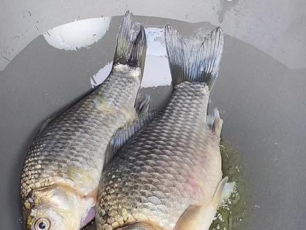 做鱼汤不刮鱼鳞其实更营养#美食趣胃计划 #鲫鱼汤