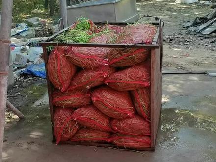 红薯梗加工全过程,欢迎点赞收藏,帮助更多需要帮助的创业人!#红薯杆 #红薯梗 #三农 #红薯#红薯梗加工