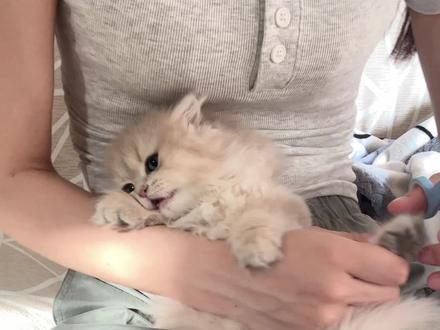 小幼猫剪指甲疯狂挣扎?三招轻松解决#养猫攻略 #养猫经验分享