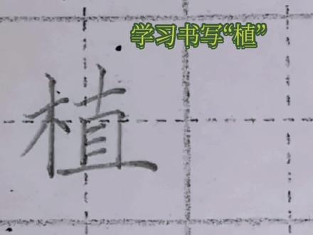 木字旁——“植”,横画很多,都要处理得当!注意左右结构每个笔画的位置。#创作灵感 #教育 #原创 #干货分享 #硬笔书法 @DOU+小助手 #每天坚持练字