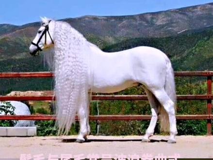 西班牙不只有牛,还有安达卢西亚马#野骑 #伊犁#天马#安达卢西亚马#@抖音小助手