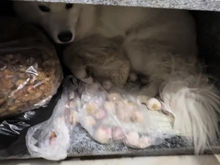 每天都用手机放烟花给它听 好像没什么用 #回村的狗子 #狗子怕鞭炮声 #萨摩耶 #胆小狗 #万物可爱计划