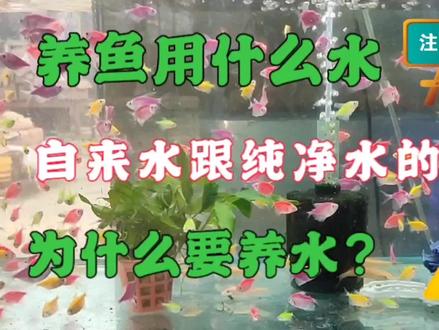 养观赏鱼用自来水跟纯净水有什么区别?为什么不建议用纯净水?#养鱼人 #养鱼养心 #养鱼 #观赏鱼 #养鱼日记 #水族 #孔雀鱼 #空气缸 #鱼缸 #热带观赏鱼