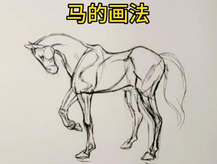 你画的是驴子还是马?#动物 #绘画过程 #画速写