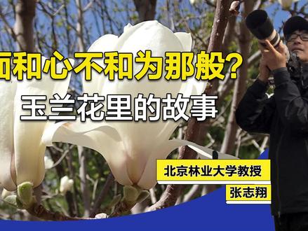 那白玉般的花里发生了什么?说说玉兰花里的故事
玉兰先花后叶,洁白的花朵十分美丽,但为了传播后代,玉兰以及木兰科植物的花里且发生着奇妙的故事。该科普短视频讲的就是这个故事。#玉兰花开 #植物秘境#植物科普 #树人树木 #北京林业大学