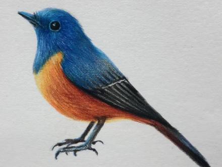 #彩铅画 #彩铅 #一起学画画
分享一只小鸟🐦的画法
(是nan色还是lan色呢)
真的分不清楚😂