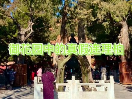 御花园里的真假连理柏#历史古迹 #旅行推荐官 #世界文化遗产