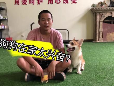 狗狗太兴奋,服从性和运动量很关键😄#秒变冰雪人