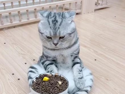 猫咪挑食别惯着,3步教它乖乖干饭!#猫咪的日常饮食 #喵星人喂养 #云养猫 #挑食猫的救星