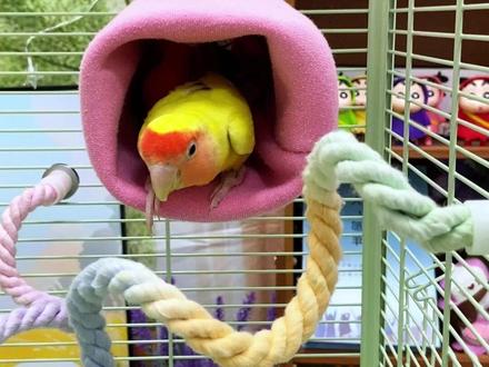 一分钱不花,就能样鹦鹉安全过冬 #手养鹦鹉 #自制棉窝