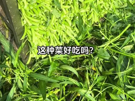 这种菜好吃吗?#科普#蔬菜