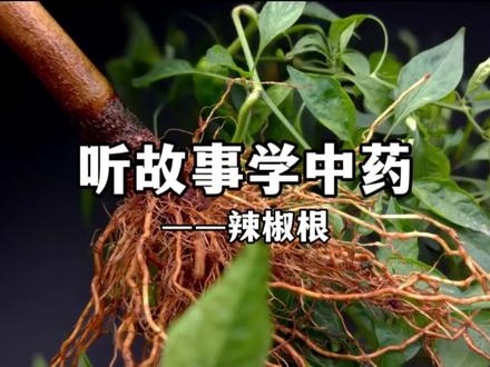 听故事学中药,今天讲辣椒根的故事。#辣椒根 #一日一植物