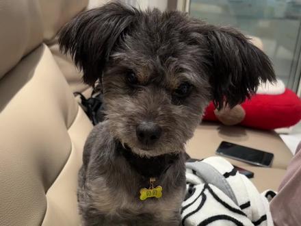 为啥小斗爱吃火腿肠捏~#小狗日常 #可爱小狗