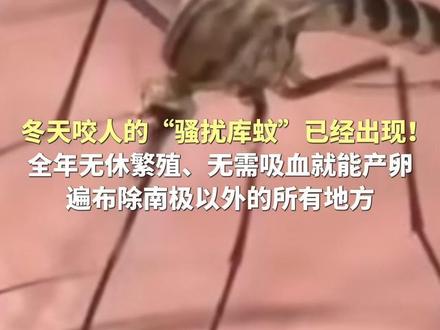 冬天咬人的“骚扰库蚊”已经出现!全年无休繁殖、无需吸血就能产卵,遍布除南极以外的所有地方 #权威解读 #科普一下 #蚊虫