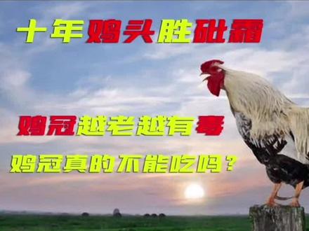 俗话说“十年鸡头胜砒霜#鸡冠越老越有毒#鸡冠真的不能吃吗?
