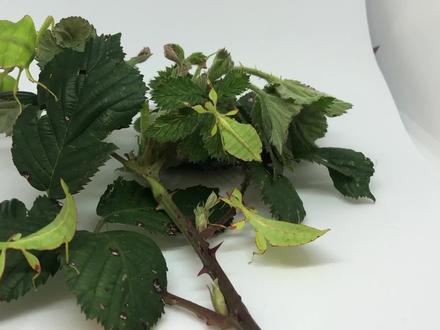 叶子居然会走路,你见过吗? #叶子虫 #动物科普 #寻找1000位科普达人 #萌知计划