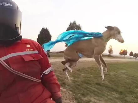 就说跑步,你能跑赢什么狗? #狗狗 #遛狗 #日常遛狗