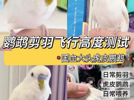 鹦鹉如何剪羽及飞行高度测试|羽毛是可以再长出来的
#虎皮鹦鹉 #牡丹鹦鹉 #鹦鹉剪羽 #鹦鹉喂养 #手养鸟