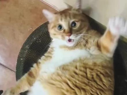 我拿你当兄弟 而你却只想给我擦屁屁?!#我家宠物猫