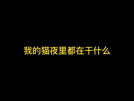 我的猫夜里都在干什么?#猫咪日常