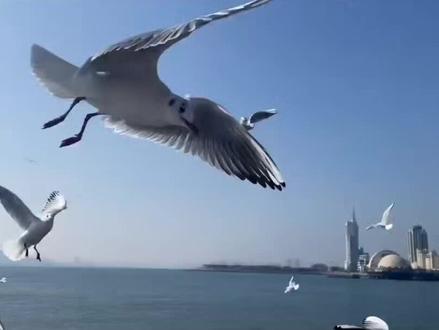 “海鸥和昆明约定在每年的冬天见面 而我想约你见面不止在冬天。”
#海埂大坝喂海鸥 #情感 #快乐就这么简单 #内容过于真实 #问一声那海鸥你飞来飞去有何求
