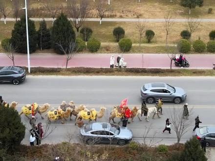 #东天山来的骆驼队#蒋晓亮 #重走丝绸之路 #陕西 #渭南 33峰骆驼,20几名队员,重走丝绸之路。从新疆出发经过甘肃、陕西,向着终点河南洛阳进发,历时100多天,12月21日进入陕西渭南,沿着渭河河堤路一路向东,丝路驼铃响彻渭河两岸。