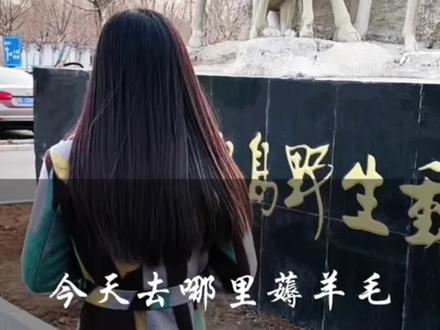 #秦皇岛野生动物园|景区的羊毛薅到爽是一种什么样的体验?#北戴河 #旅行推荐官 #旅游 @抖音小助手