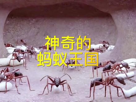 走进蚂蚁王国,一起看下神奇的蚂蚁世界#蚂蚁王国#蚂蚁 #蚂蚁王国
