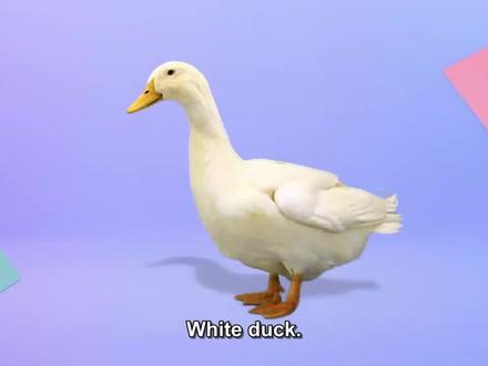 Yakka Dee ! 第一季 - Duck #托育早教