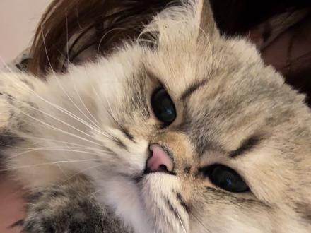 萌就一个字!#猫咪 #萌宠出道计划 #谁想到这损招整蛊小猫的