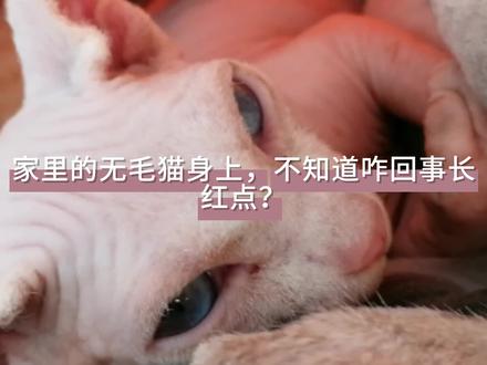 家里的无毛猫身上,不知道咋回事长红点 #猫绝育 #萌宠vlog
